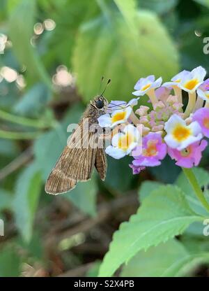 Tiny skipper butterfly closeup su lantana fiori Foto Stock