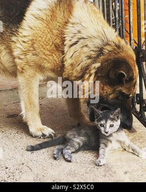 Cane con la bocca aperta attorno al gattino la testa Foto Stock