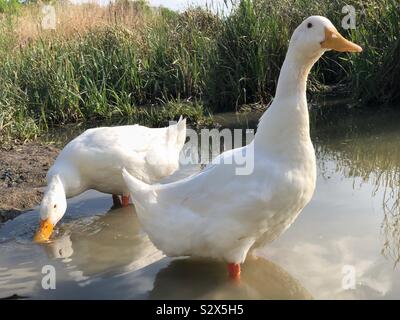 Coppia di bianco pesante Pekin anatre in primavera (noto anche come Aylesbury o Long Island anatre) Foto Stock