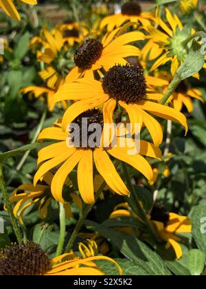 Black Eyed Susans crescendo in un blossom garden, marrone-eyed Susan, Brown Betty, gloriosa daisy, golden Gerusalemme, Inglese a occhio di bue, povero-land daisy, daisy giallo e giallo Margherita occhio di bue Foto Stock