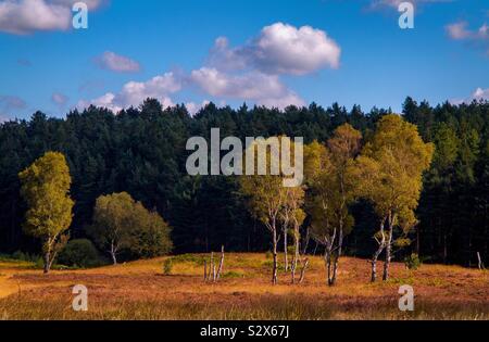 Vista di alberi e bosco a Cannock Chase in Inghilterra Staffordshire REGNO UNITO Foto Stock