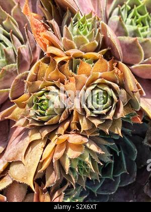 Bella succulenta galline e polli crescono in un giardino. Foto Stock