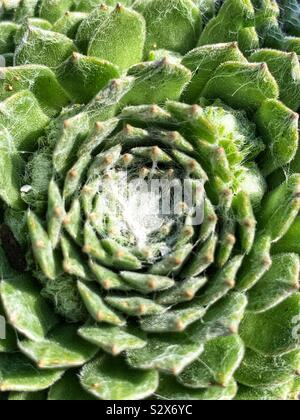 Bella succulenta che crescono in un giardino. Foto Stock