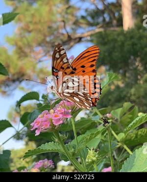 Colorate e luminose Gulf Fritillary butterfly su lantana fiori Foto Stock