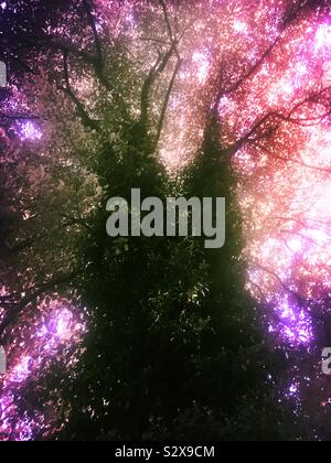 Un albero in autunno con un baldacchino frondoso e tronco coperto di edera, con viola effetto sky Foto Stock