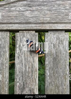 Red Admiral farfalla con ali danneggiato crogiolarvi al sole su una tavola di legno panchina da giardino Foto Stock