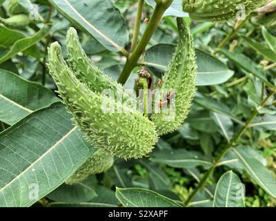 Asclepias syriaca, milkweed comune, butterfly fiore, silkweed, setoso swallow-wort e Virginia silkweed con un bug su di esso. Foto Stock