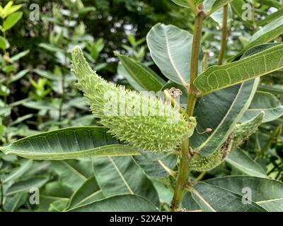 Asclepias syriaca, milkweed comune, butterfly fiore, silkweed, setoso swallow-wort e Virginia silkweed Foto Stock