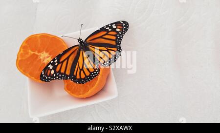 Una splendida farfalla monarca assaporerete un arancia navel in un quadrato bianco piatto facendo un suggestivo contrasto contro un asciugamano di carta copia di sfondo spazio. Foto Stock