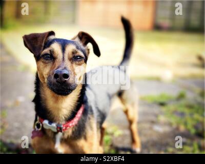Un close-up e il livello del terreno vista di un piccolo e affascinante jack russell terrier cane in piedi all'aperto con coda scodinzolante e soft espressione. Spazio di copia a destra. Foto Stock
