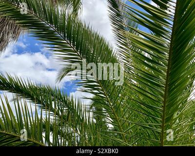 Posizione tropicale e il paradiso. Shun shining essi le palme e il blu del cielo Foto Stock