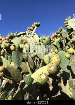 Ficodindia cactus contro il cielo blu Foto Stock