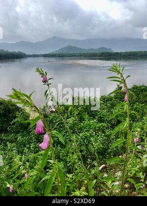 La mattina presto il paesaggio della laguna di acqua stagnante del fiume Kali al villaggio Kadwad in Karnataka, India. Foto Stock