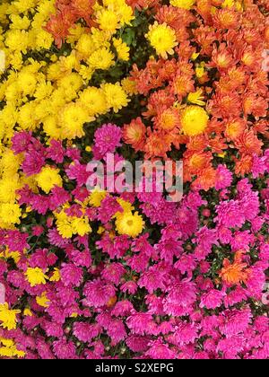 Rosa arancio e giallo le mamme a fiori che crescono in un giardino. Foto Stock