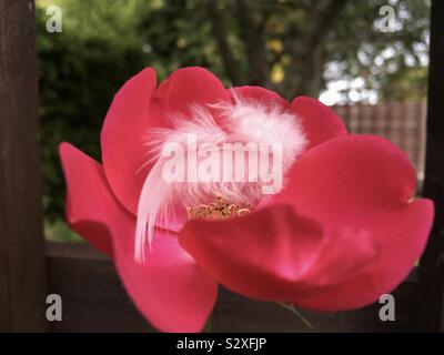 Un bianco soffice cuspidi di piume in una rosa rosa. Foto Stock