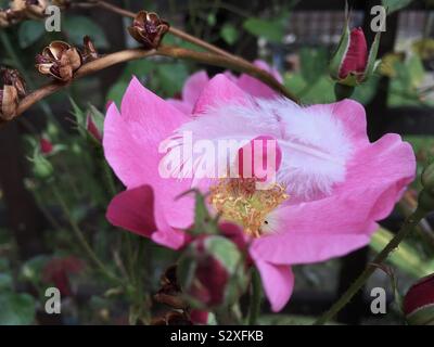 Un bianco soffice cuspidi di piume in una rosa rosa nel nostro giardino. Foto Stock