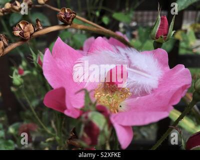 Un bianco soffice cuspidi di piume in una rosa rosa nel nostro giardino. Foto Stock