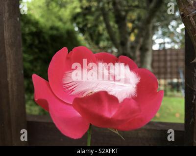 Un bianco soffice cuspidi di piume in una rosa rosa nel nostro giardino. Foto Stock