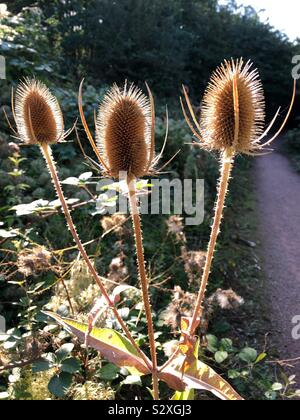 Teasel retroilluminato capi nel pomeriggio di sole. Foto Stock