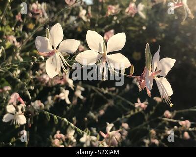 Bella e soleggiata mattina fiori bianchi nel sole del mattino gaura lindheimeri Prachtkerze Foto Stock