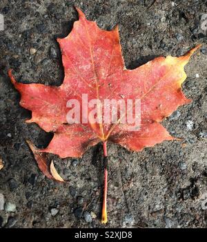 Maple Leaf caduto su terreno polveroso in autunno Foto Stock