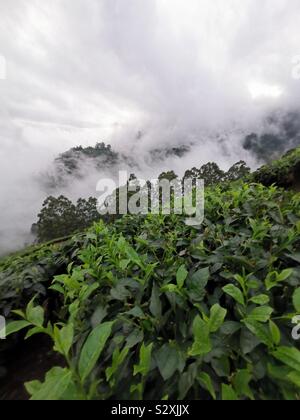 Minbar piantagioni di tè nella nebbia. Foto Stock