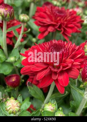 Primo piano di un rosso mamme blossom che crescono in un giardino. Foto Stock