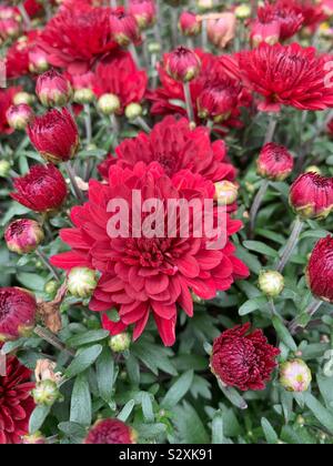 Rosso fiori di mamme che crescono in un giardino. Foto Stock
