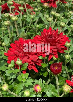 Due red mamme blossoms crescere insieme in un giardino soleggiato. Foto Stock