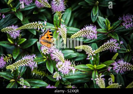 Piccola Tartaruga Butterfly Foto Stock