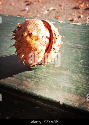 Un conker nel suo involucro pungenti, da un cavallo castagno (Aesculus hippocastanum) in autunno Foto Stock