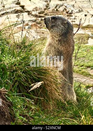 La marmotta alpina, Marmota marmota, alpi Bernesi, Svizzera Foto Stock