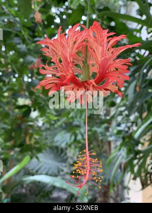 Hibiscus schizopetalus, frange rosemallow Foto Stock