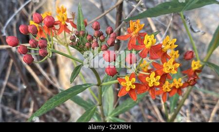 Asclepias curassavica, comunemente noto come milkweed tropicale, bloodflower, cotone bush, hierba de la cucaracha, messicano butterfly erbaccia, redhead, scarlet milkweedand wild ipecacuana. Foto Stock