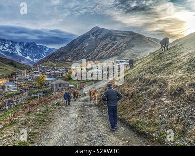 Allevatore imbrancandosi sue vacche giù per un sentiero di montagna per essere munte, mentre il sole sorge dietro un picco di montagna in USHGULI, Georgia. Foto Stock