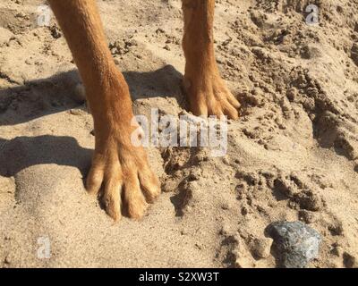 Le zampe di un cane in piedi su una spiaggia di sabbia con una copia dello spazio in un pet immagine di vacanza Foto Stock