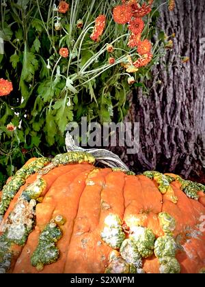 Presenta verrucosa zucca vicino ad albero e mamme, un giardino display Foto Stock