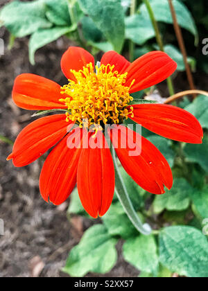 Il messicano del girasole è in genere Tithonia che è nella famiglia di margherita. Ogni 3 pollici blossom è di colore rosso o arancione petali giallo che circonda il disco centrale fiori. Foto Stock