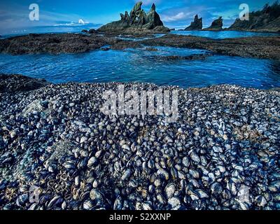 Un letto di cozze con pile di mare in background. Shi Shi Beach, Parco Nazionale di Olympic, nello stato di Washington, USA Foto Stock