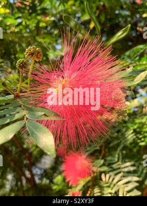 Polvere rosa puff tree flower, Calliandra surinamensis Foto Stock