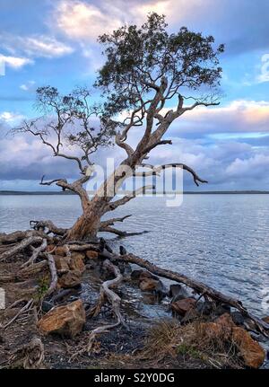 Lone Tree tree aggrappati alle rocce Lago Weyba Sunshine Australia Foto Stock