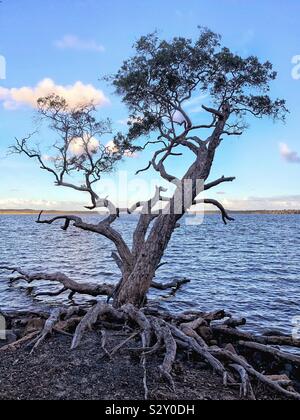 Lone Tree tree aggrappati alle rocce Lago Weyba Sunshine Australia Foto Stock