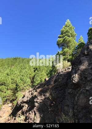 Verde pineta di pini canariensis alberi contro un cielo blu in Tenerife, Isole Canarie Foto Stock