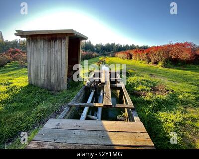 Canale di irrigazione, tubazioni e sparso a blueberry farm in The Mercer Slough natura parco vicino a Bellevue, Washington. Stati Uniti d'America Foto Stock