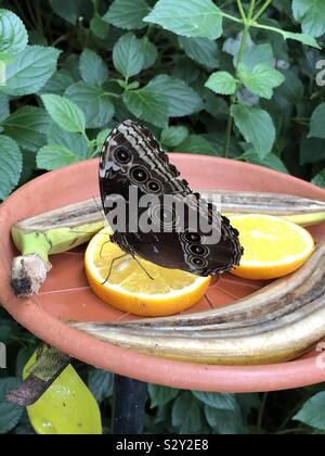 Butterfly mangiare la frutta Foto Stock