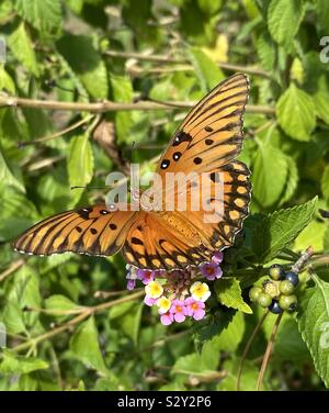 Colorato arancione gulf fritillary upclose butterfly Foto Stock