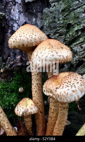 Una chiusura del cappuccio selvatico funghi funghi o toadstools in un bosco di impostazione con lo spazio di copia Foto Stock