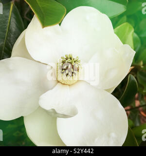 Un Southern albero di magnolia con una chiusura di un fiore in fiore. Il cono come cluster mostra la carpel e la sua unica di ricci. Foto Stock