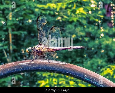Dragonfly pone in Carolina del Nord Foto Stock