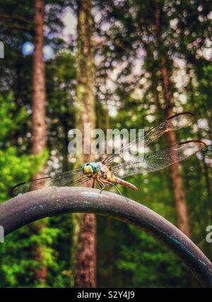 Libellula Skimmer con testa verde nella Carolina del Nord e boschi Foto Stock